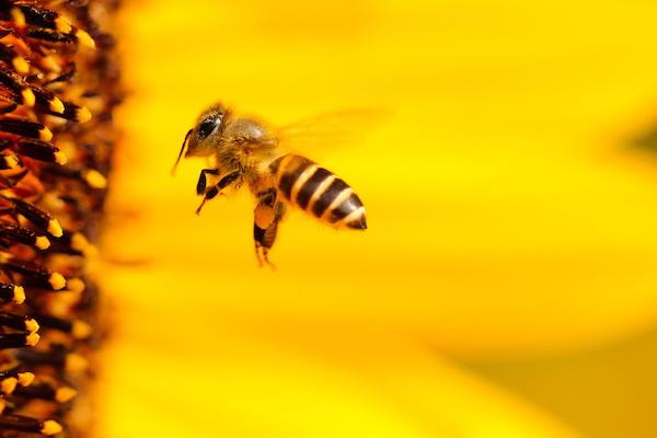 abeille fleur pétales jaunes